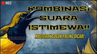 Download lagu 🔴MASTERAN SOGON KOMBINASI ISTIMEWA‼️ SUARA LENGKAP PEMBUAT GACOR🔥 #sogongacor #sogon #sogokontong mp3