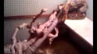 She&#39;s a rat eater Part One