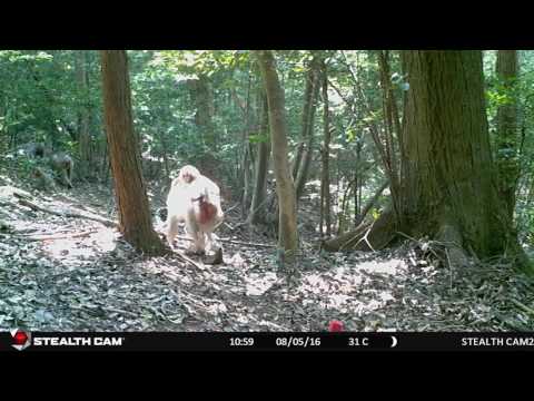 心理学科 ニホンザル 子ども 後編 （人間環境大学 演習林にて撮影）