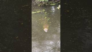 TEM UM JACARÉ NA NOSSA CASA