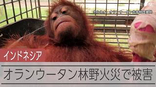 インドネシアで林野火災が深刻化　野生のオランウータンにも被害