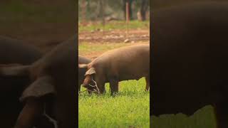 Download lagu Suara Babi hutan #shorts #animalsounds #babi #animals mp3 Download lagu Suara Babi hutan #shorts #animalsounds #babi #animals mp3