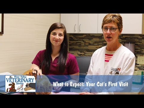 What to Expect at Your Cat's First Vet Visit