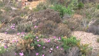 preview picture of video 'Gordolobo del Cabo (Verbascum charidemi), La Boca de los Frailes'