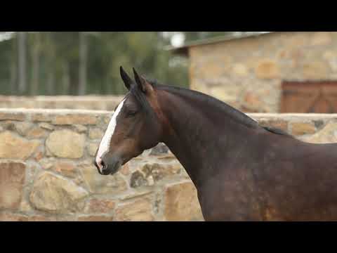 Lote 22   NÉCTAR DA CABANHA SANTA FÉ TE