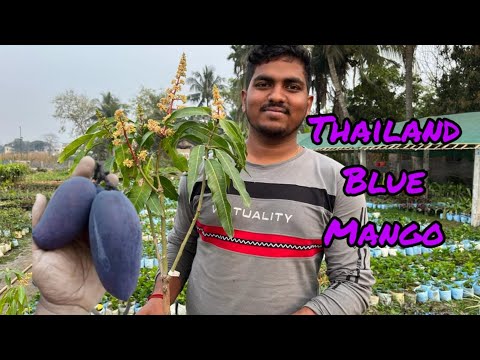 Thailand Blue Mango | New Thai Varieties Fruit | Mango Plant | Mango Farming | ছাদ বাগান