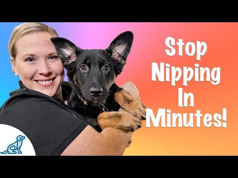 How To Stop Your Puppy From Biting