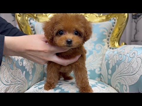 YouTube動画のサムネイル