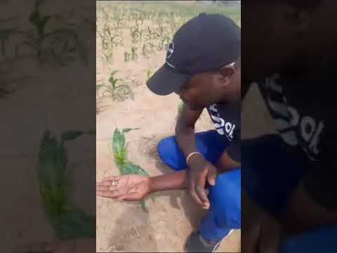 SC 727 green mealie profit story from Manath Supplies farm in Darwendale from planting to this day.