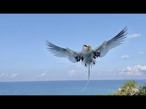 White-tailed Tropicbird Flying Cousin Island - Slow Motion