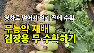 김장용 무우 얼기전에 수확하기 / 영하로 떨어지기 전에 수확