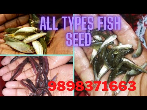 Fish Fingerlings Seed -9898371663