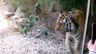preview picture of video 'Tigre e Leopardo delle nevi al Parco Naturaviva di Bussolengo Verona'