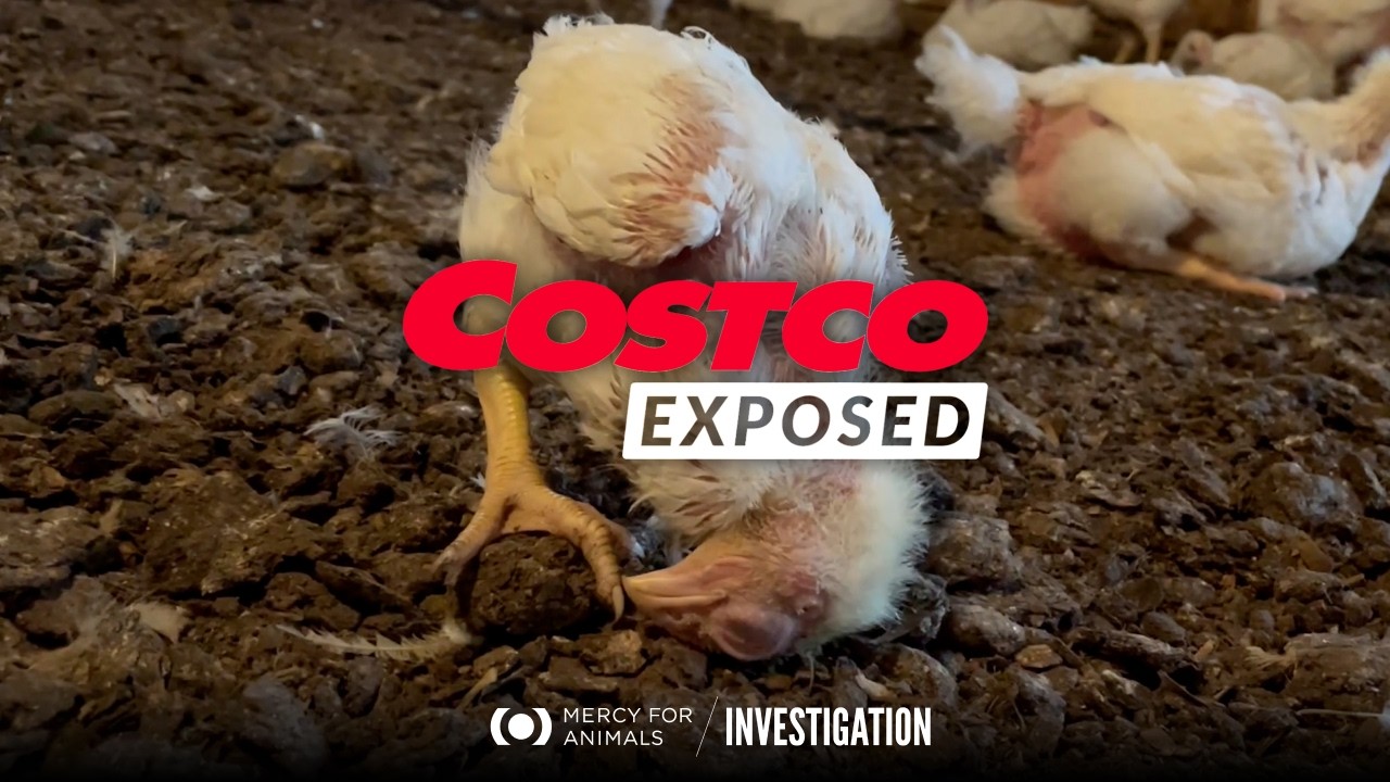 Video thumbnail for New Investigation Reveals What’s Behind Costco’s Organic Chicken