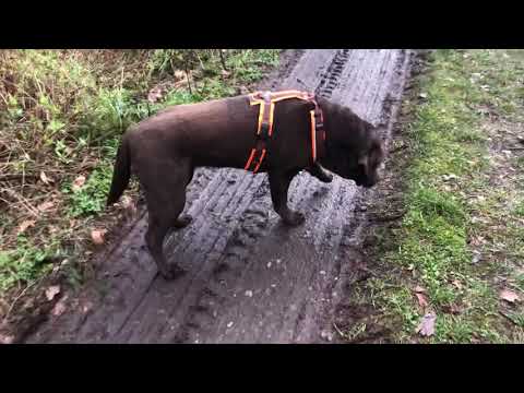 2020-03-09 Amy läuft!