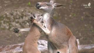 Tierischer Nachwuchs im Zoo Berlin - Animal babies at Zoo Berlin