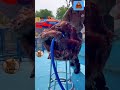 Orangutan Mandi Animals TV