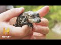 Swamp People Landry Family Captures Huge Gators Season 13