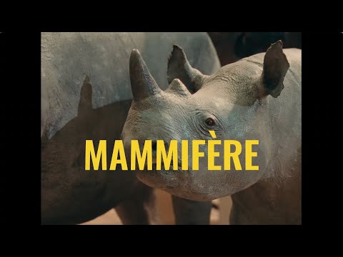 Mammifère - Rouquine