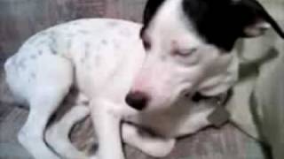 Shadow Falling Asleep