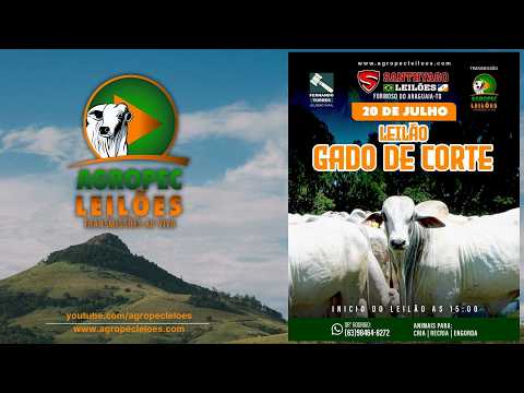Agropec- LEILÃO GADO DE CORTE | SANTHYAGO LEILÕES |FORMOSO DO ARAGUAIA-TO| 20/07/26