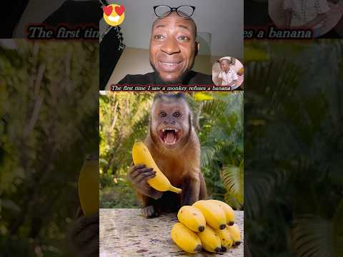 The monkey has a great sense of reasoning #trending #trend #new #funny #viral #shorts