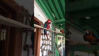 Heidi Fleiss Parrot Diary 1