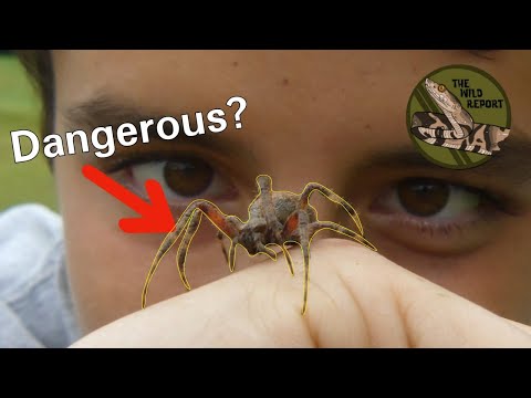 Are Orb Weaver Spiders Dangerous? Handling A Spotted Orb Weaver!
