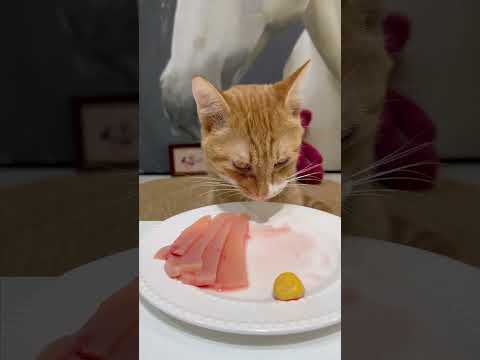 Unlock Your Cat's Hunter Instinct: Watch Raw Feeding Unleashed