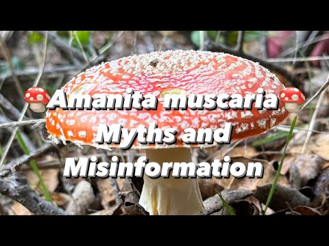 Amanita muscaria Myths & Misinformation: Psychedelic Santa Claus and Beserker Vikings