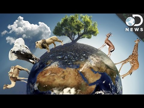 なぜお互いに異なる種のメイトはできませんか？ (Why Can’t Different Species Mate With Each Other?)