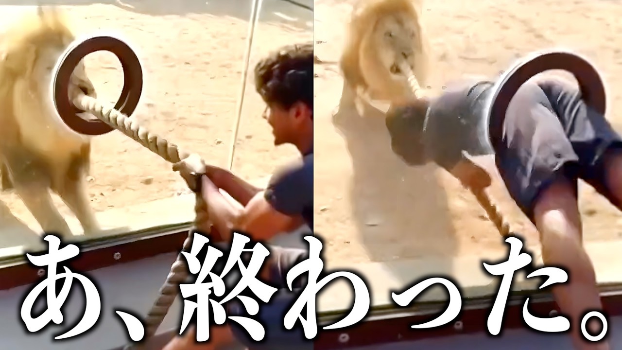 【神回】ツッコミどころ満載なバズった動画だけ見ようぜwwwwww③【世界のおもしろ動画】