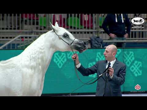 N 31 AMANDA PEGASUS   VERONA 2021 International Cup   Mares 7+ Years Old Class 5