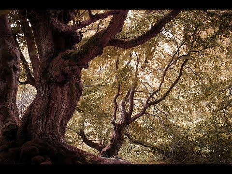 Hessenbilder - Der Reinhardswald