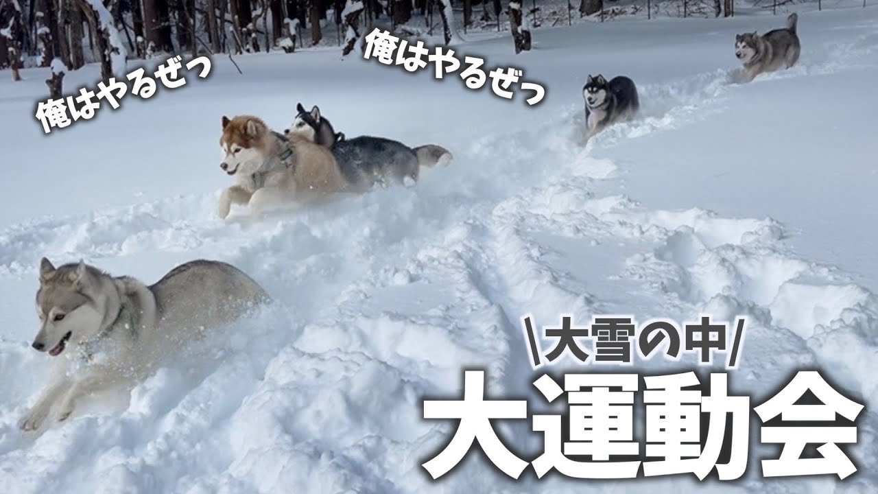 【大興奮】雪国出身のハスキー犬の雪遊びが面白すぎたwww