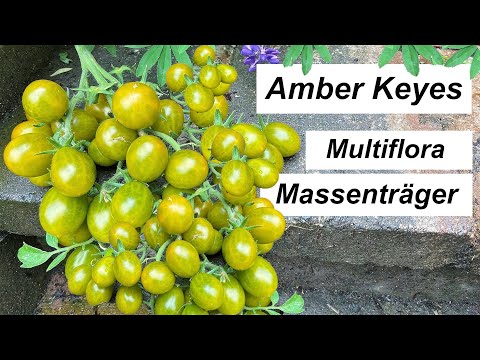 Amber Keyes - Massenträger mit riesigen Rispen - Multiflorasorte!