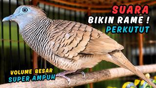 Download lagu Perkutut Lokal Gacor Suara Super Besar - Pancingan Burung Perkutut Agar Cepat Bunyi | Zebra Dove 012 mp3