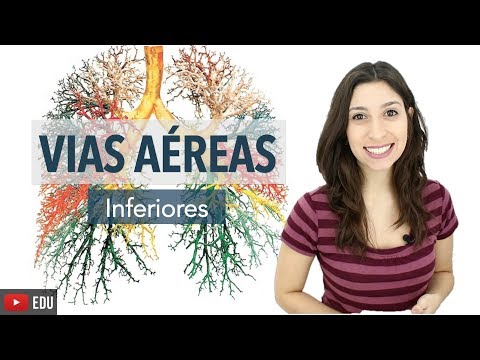 Respiratory System 3/6: Lower Airways