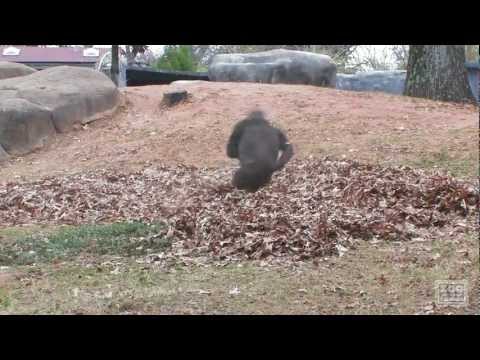 A Gorilla's Favourite Place? A Pile of Leaves!