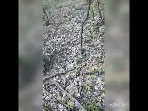 boletus-amanita vrganji-blagva 28 avgust 2022...2 deo