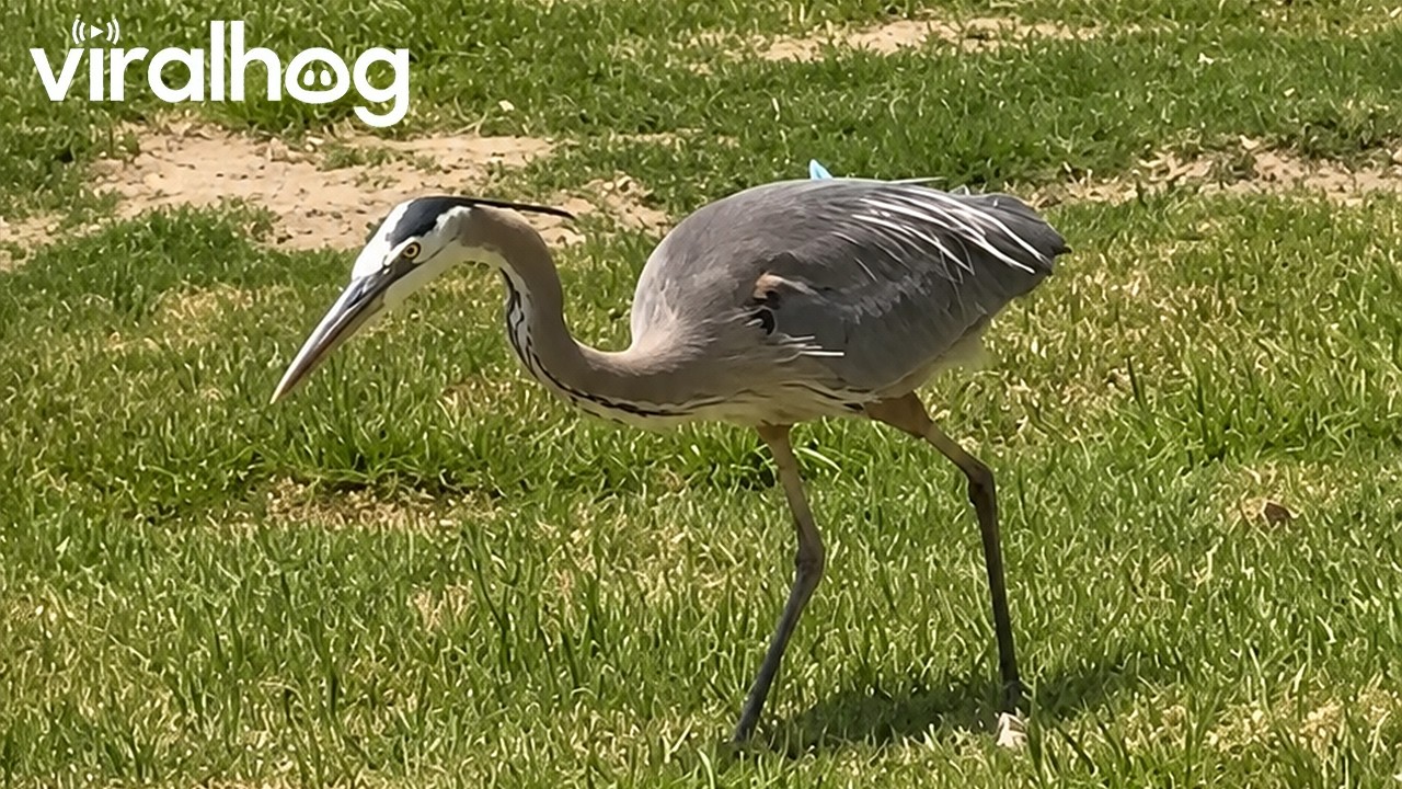 Heron Hunting || ViralHog