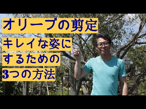うちのオリーブの木の枝が枯れてしまうのはなぜですか?彼を救うにはどうすればいいでしょうか？私たちのシンプルなアドバイス！  庭園