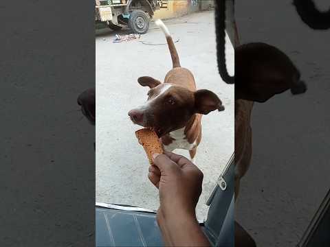 #dog #dogshorts #doglover#labrador #puppy #pets #animals #shorts #shortsfeed #youtubeshorts