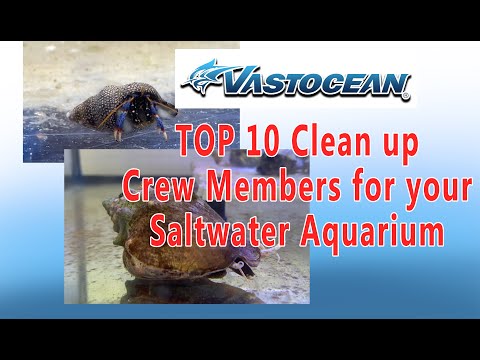 Vastocean Top 10 clean up crew members for your Saltwater Aquarium!
