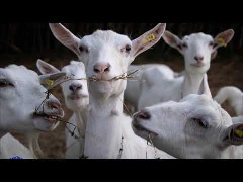 URUGUAY - Cerro Negro fotos