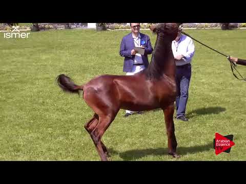 Strohen 2017 C-Show Class 6