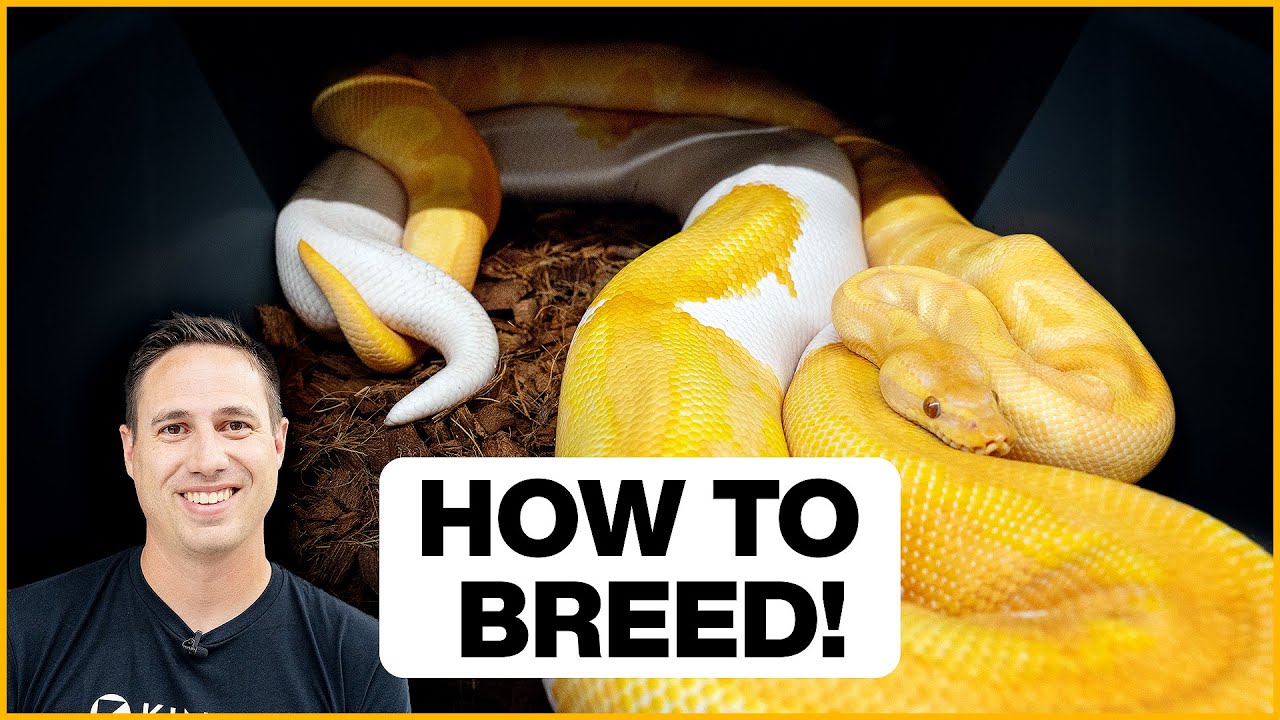 How To Breed Ball Pythons in 5 Simple Steps!