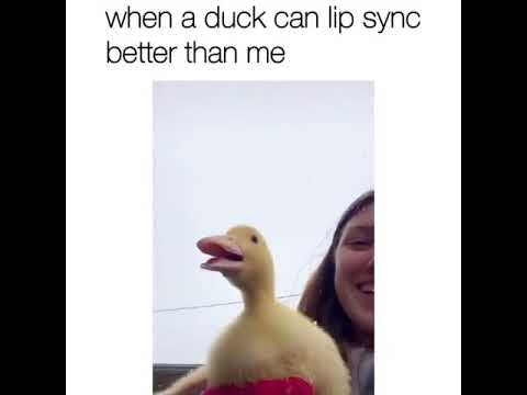 When a duck can lip sync better than me...