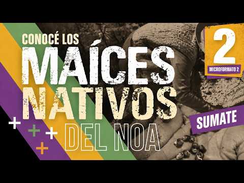 Conservación de maíces nativos en la Quebrada de Humahuaca (Jujuy)