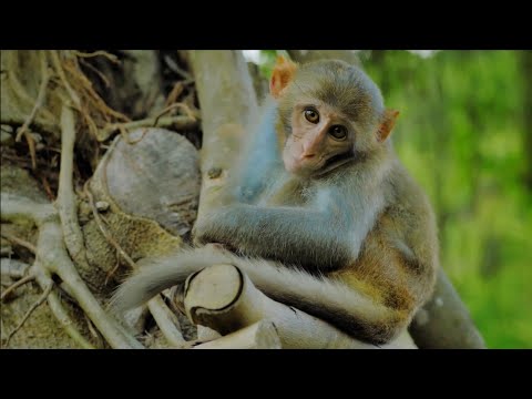 Funny monkeys will make you laugh hard - cute compilation